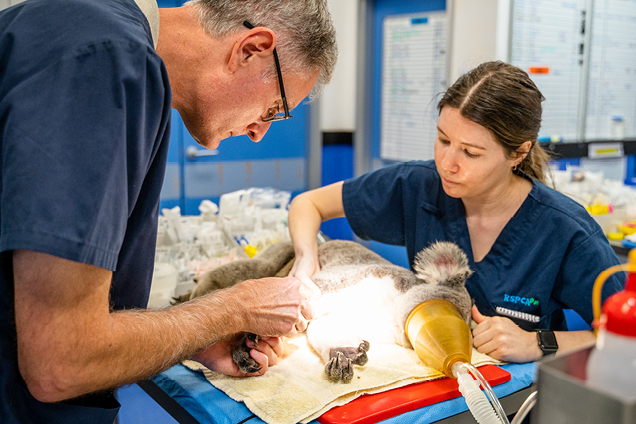 RSPCA Queensland Wildlife Vet Tim Portas works on a koala in care at Australia's busiest Wildlife Hospital
